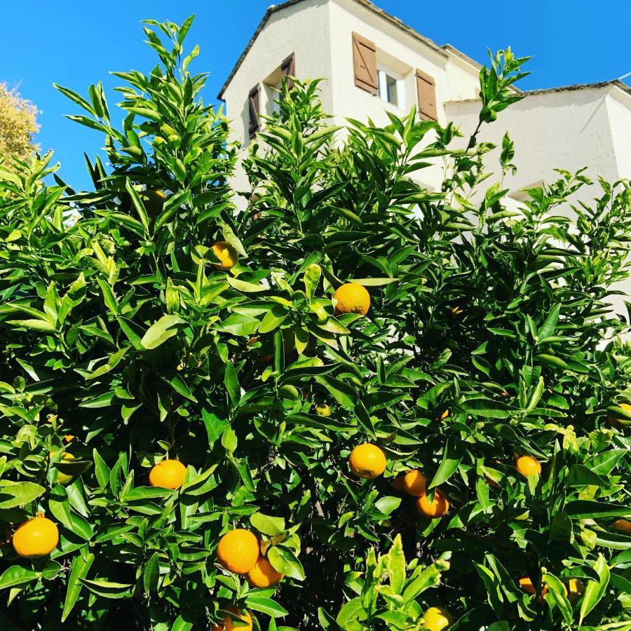 Vita Nova Santa-Maria-di-Lota Exterior foto